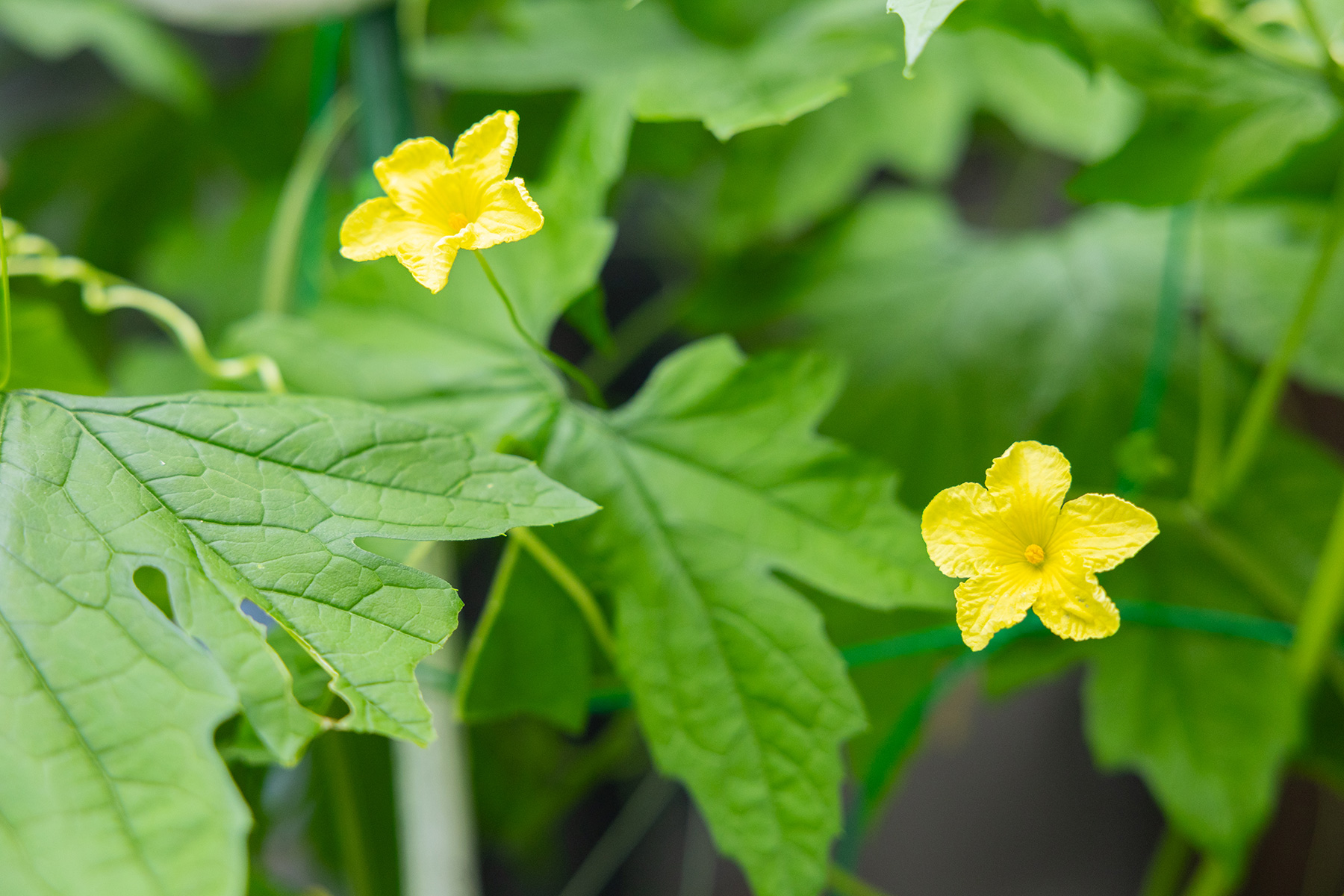 にっこりハウス デイサービス輝北